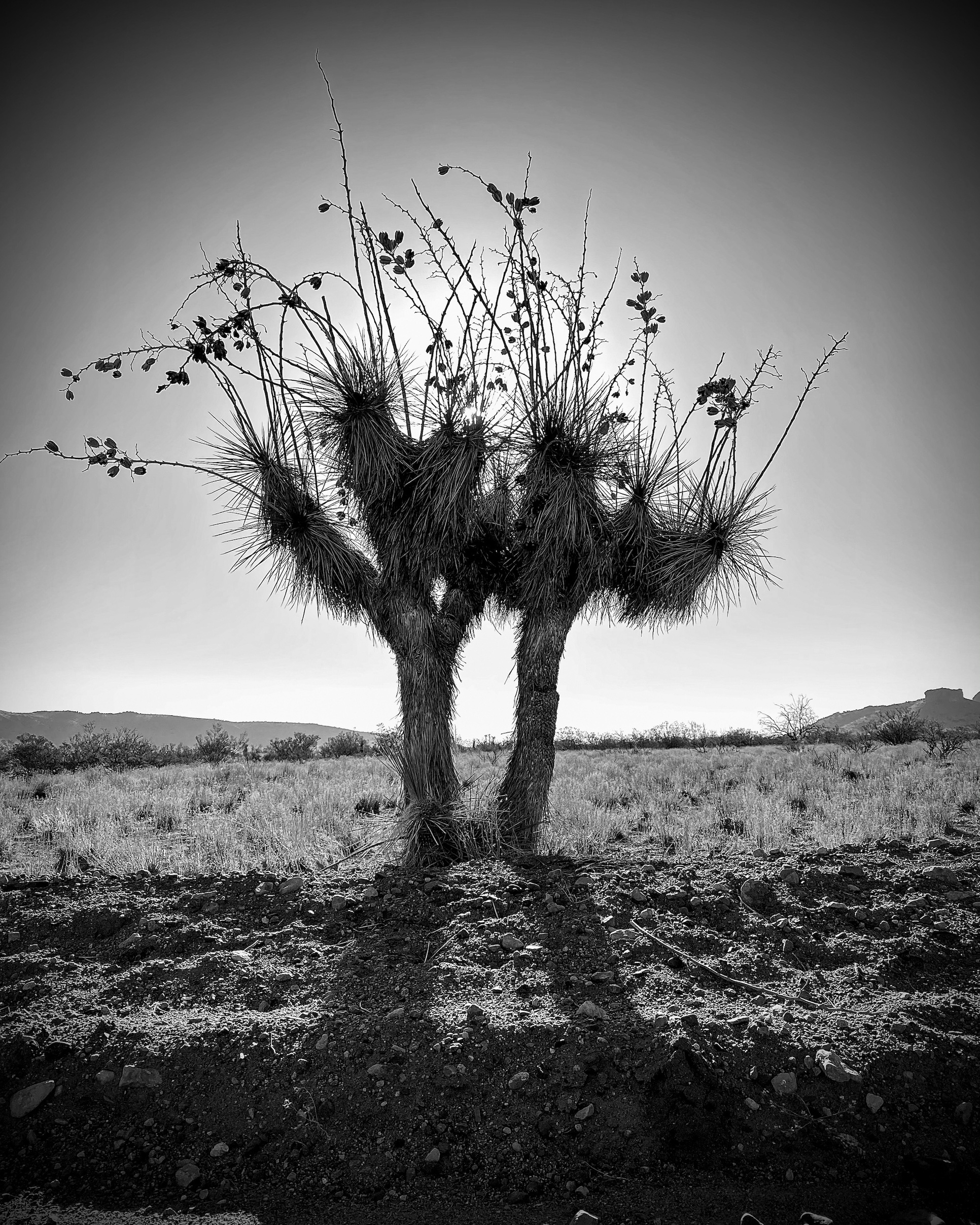 Black-and-white desert plant with spined branches against an open sky and low horizon.
